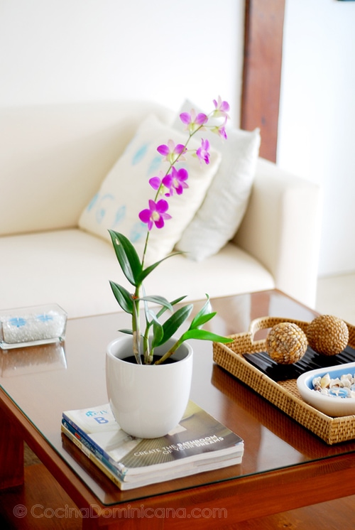 How to take care of orchids
